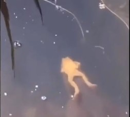 Tròn mắt xem chú ếch thảnh thơi quá giang trên đầu cá